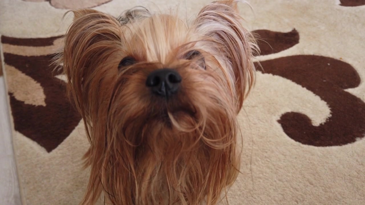 Yorkshire terrier che gioca con la palla sul tappeto