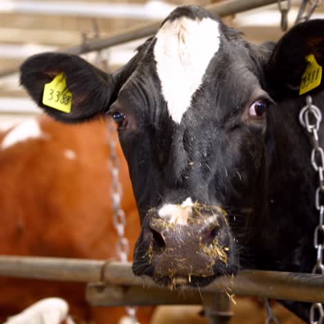 cows in free livestock stall