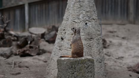 meerkat resting on rock and observing area during sunny day in nature,close up