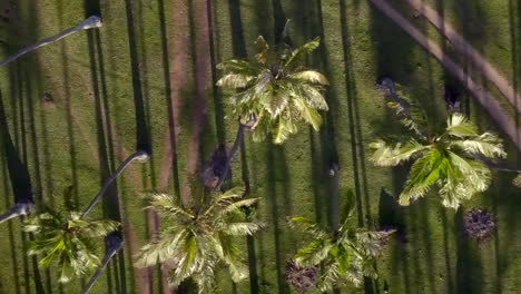 vertical flyover directly above coconut tree plantation, sunset creating shadow lines, new caledonia