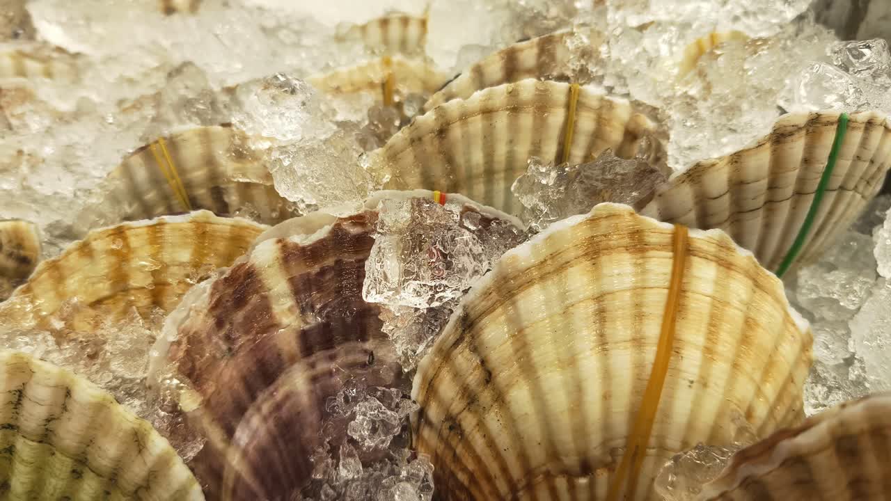 Fresh Scallops on Ice