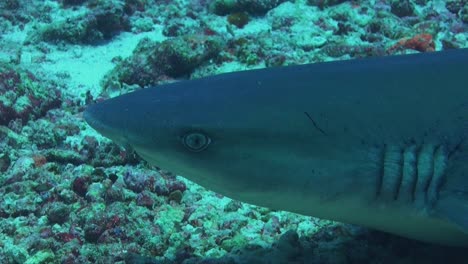 Nahaufnahme-Eines-Weißspitzen-Riffhais,-Der-Auf-Einem-Korallenriff-Liegt-Und-Sein-Maul-Und-Seine-Kiemen-Bewegt,-Um-Zu-Atmen