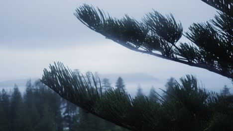 Pine tree conifer leaf move by wind cloudy day blurred background, close up