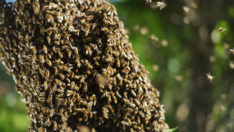 close shot of swarm of bees in apiary