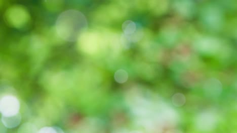 Abstract summer background with bokeh