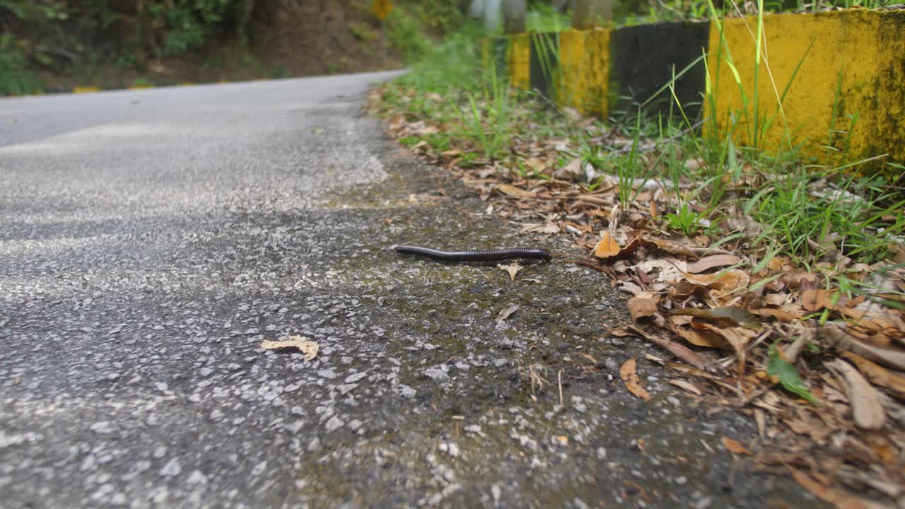 A Giant Millipede is Crawling Along the Side of the Road - Medium Shot