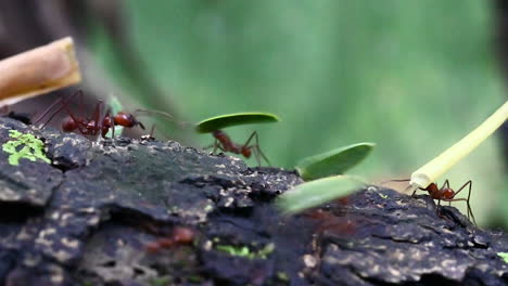 Leafcutter-ants-carrying-pieces-of-leaves-and-flowers-over-a-treestump-in-the-rainforest