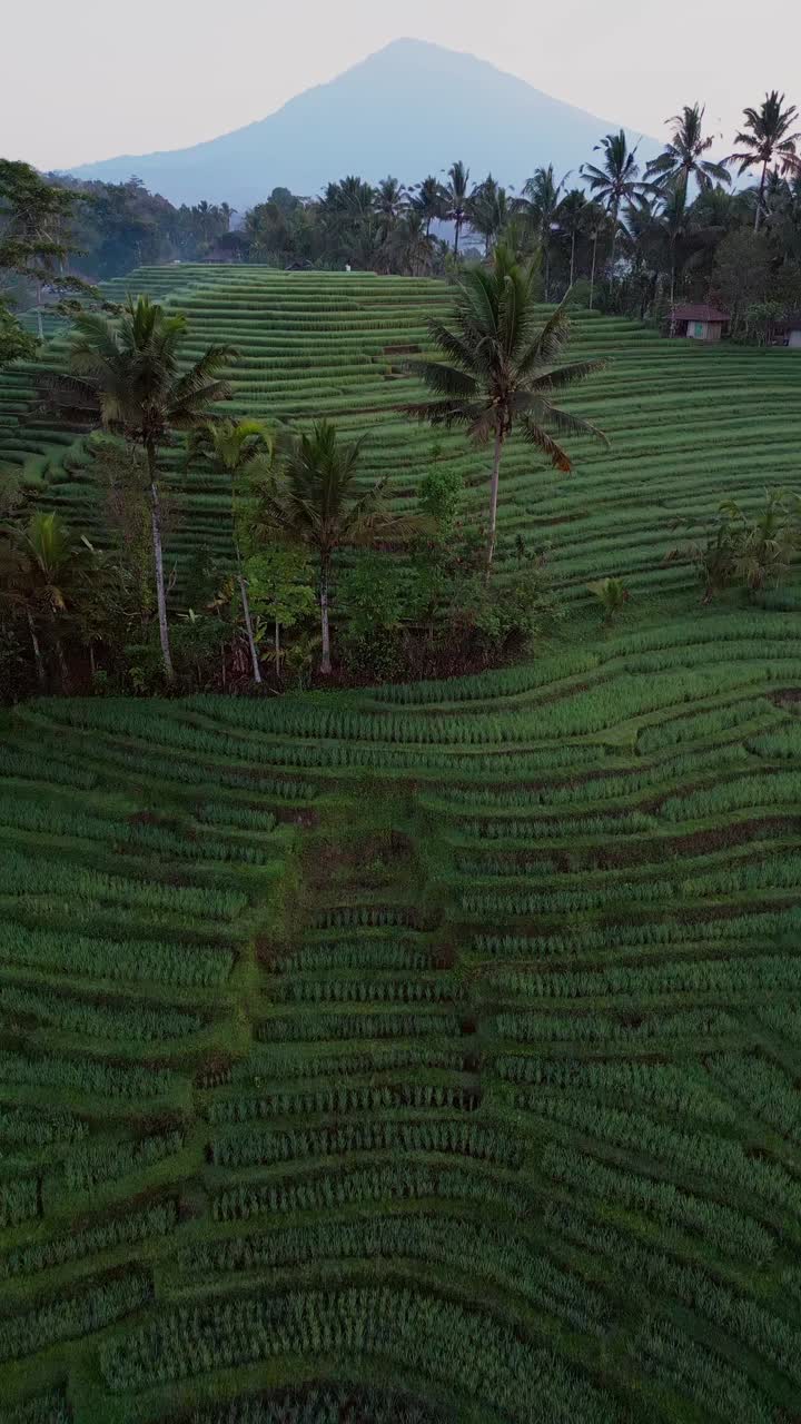 Belimbing Rice Terrace in Bali is shown from above in a vertical drone view. Emerald rice fields and a distant mountain come alive with the soft golden morning light.