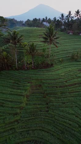 belimbing rice terrace in bali is shown from above in a vertical drone view. emerald rice fields and a distant mountain come alive with the soft golden morning light.