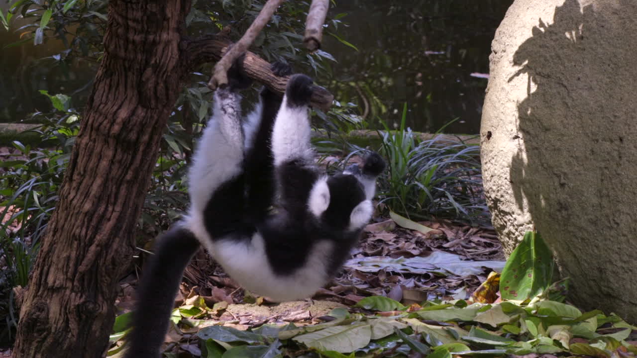 나무에 검은색과 흰색 여우 원숭이 haning