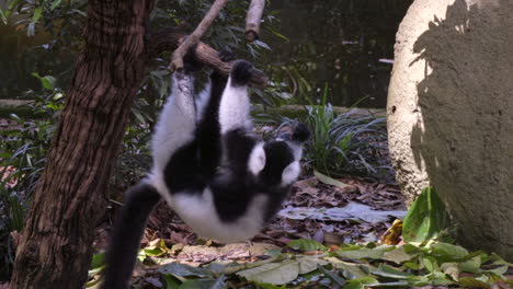 Schwarz-Weiß-Lemur,-Der-Auf-Bäumen-Hängt