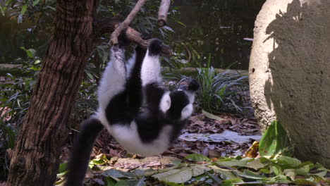Black and white lemur haning on trees