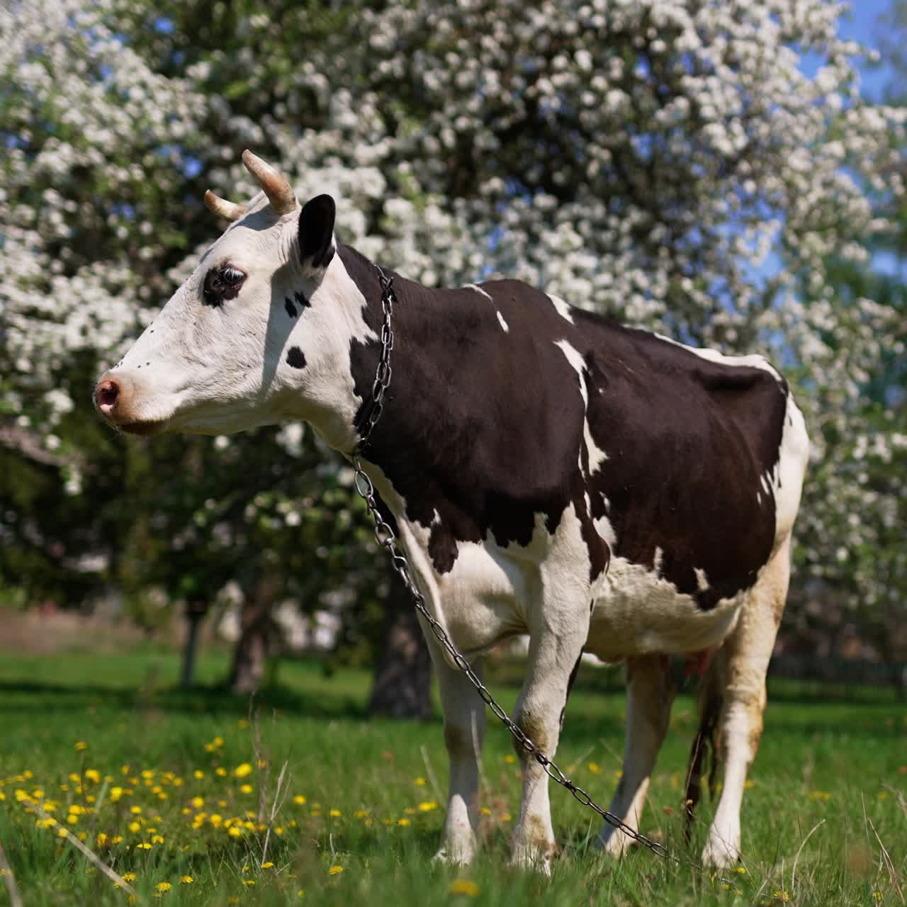 Domestic black and white cow with the chain on its neck stands in the garden. Big cattle animal at the backdrop of blooming fruit trees