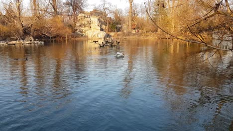 peaceful lake with birds: pelican, cormorant and duck