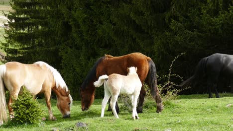 una manada de caballos pastando libremente