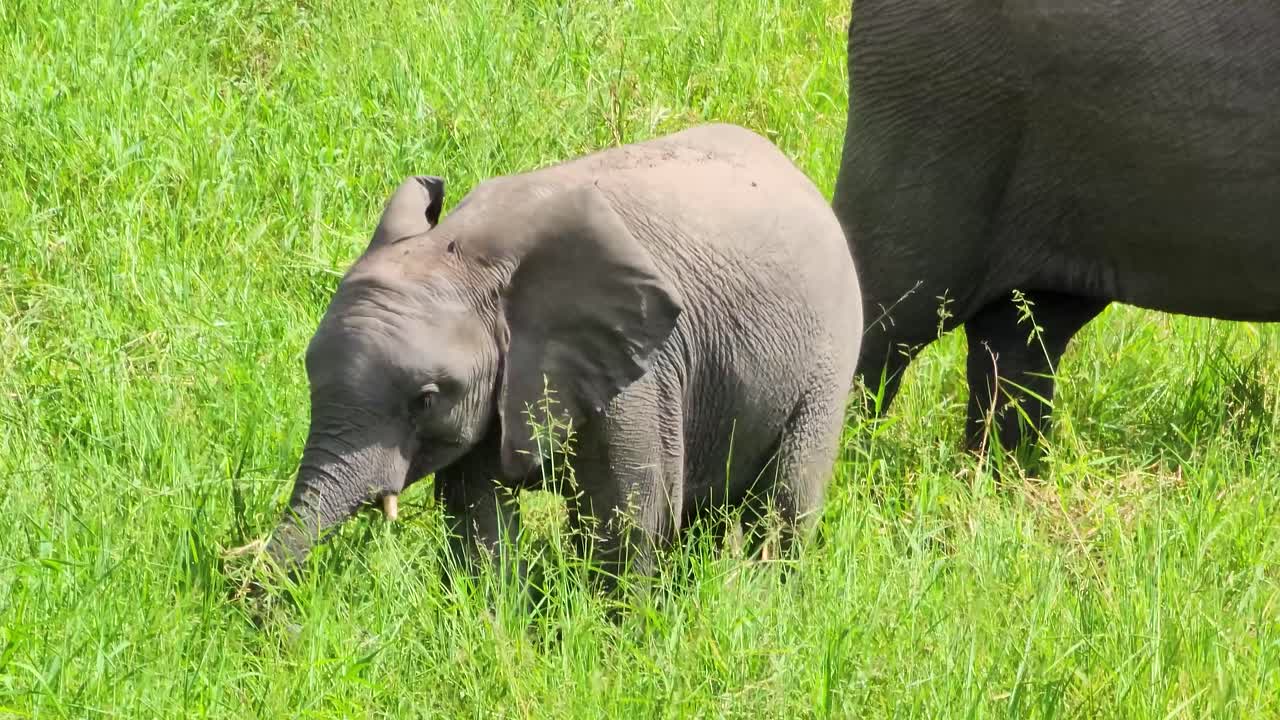아기 코끼리 가 크루거 국립 공원 의 초록색 사바나 풀 을 먹고 있다