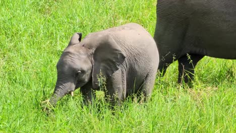 un elefante bebé come la hierba verde de la sabana en el parque nacional kruger