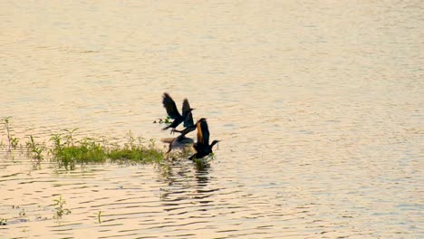 Pequeños-Cormoranes-Negros-Vuelan-Lejos-De-La-Orilla-Del-Lago-En-La-Zona-Costera-De-Bangladesh