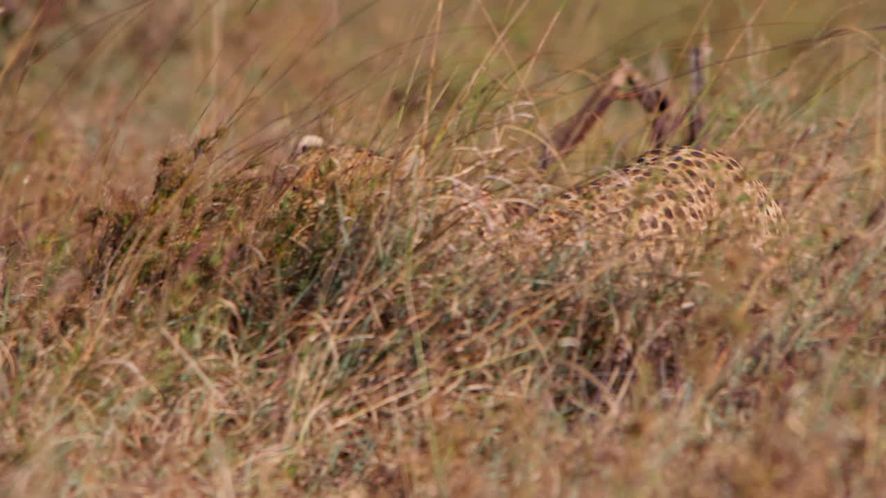 Bred panorering af en gepard, der går gennem højt græs i Kenya.