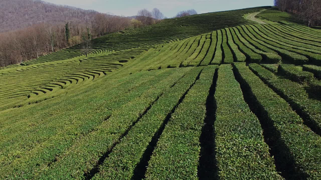 Splendida piantagione di tè su una collina
