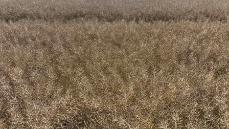 low aerial over field of oats growing in denmark