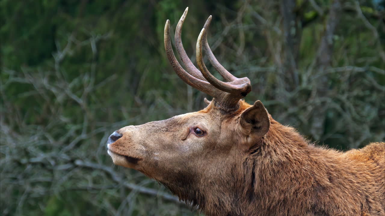 Close up of a Red deer chewing on a green background