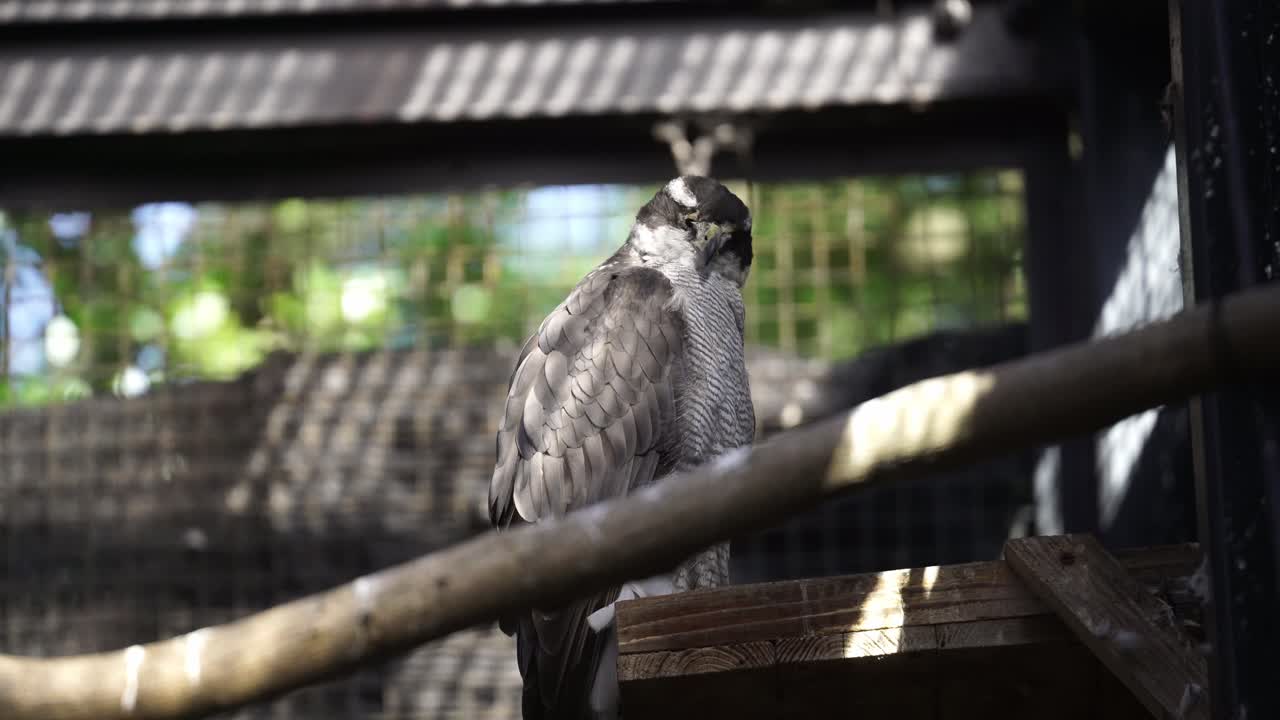 A Norrthem Goshoawk standing on a branch