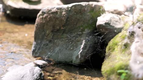 spider web in between rocks in a stream