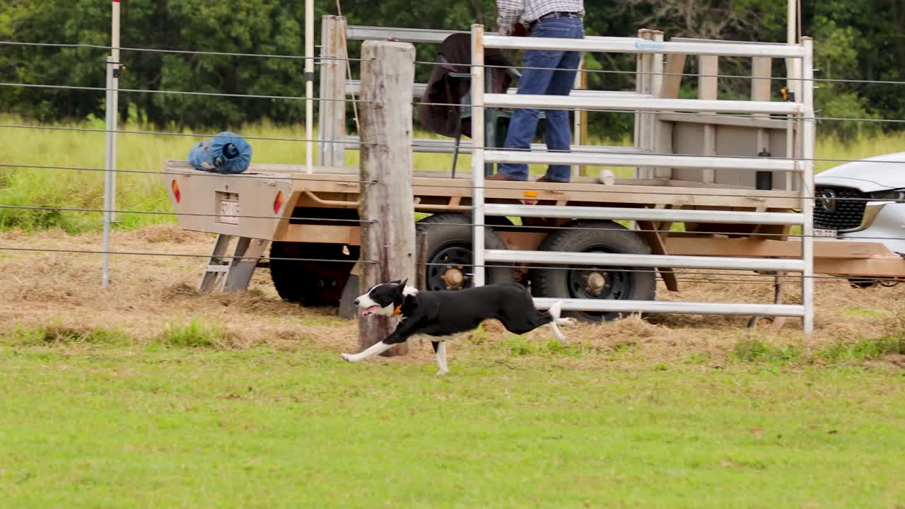 A cattle dog skillfully herds cows in a fenced field under natural daylight in Port Douglas, Australia