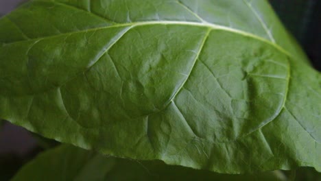 detalle de primer plano: venas de hojas de tabaco saludables soplando en una brisa suave
