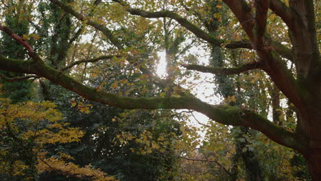 Herbst---Herbstzweig-Rückt-In-Den-Fokus