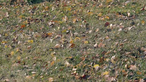 La-Brisa-Ligera-Se-Mueve-Sacudiendo-La-Hierba-Verde-Con-Hojas-En-El-Parque