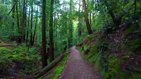 muir woods national monument walking along the trail in slow motion with green foliage