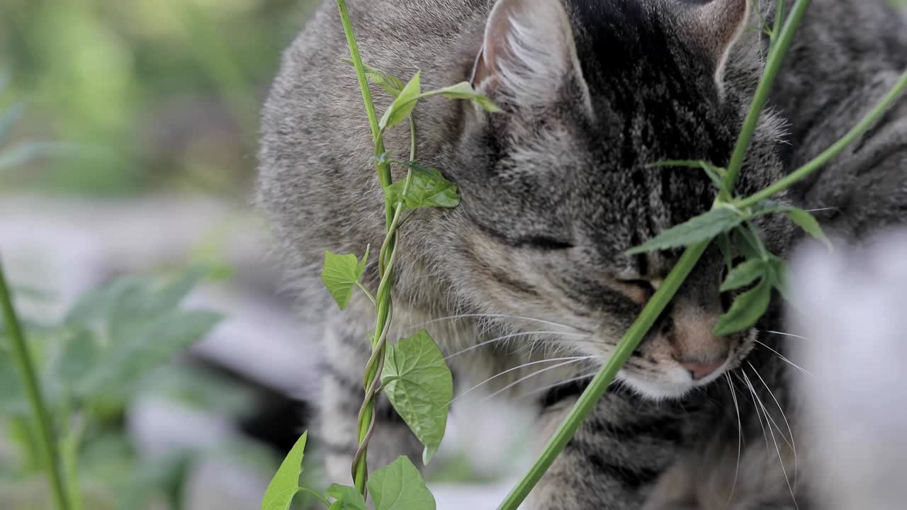 Gatto nell'erba all'aperto.
