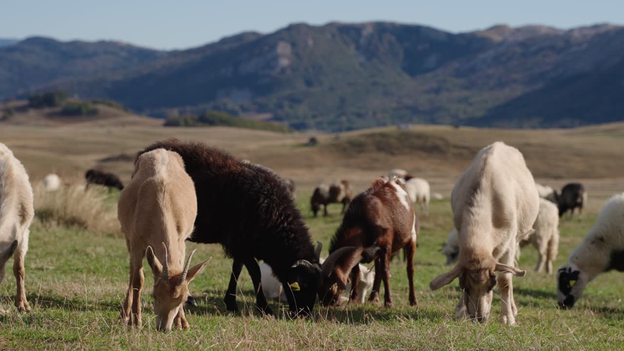 Sheep and goats peacefully graze side by side on the green grasslands of Durmitor