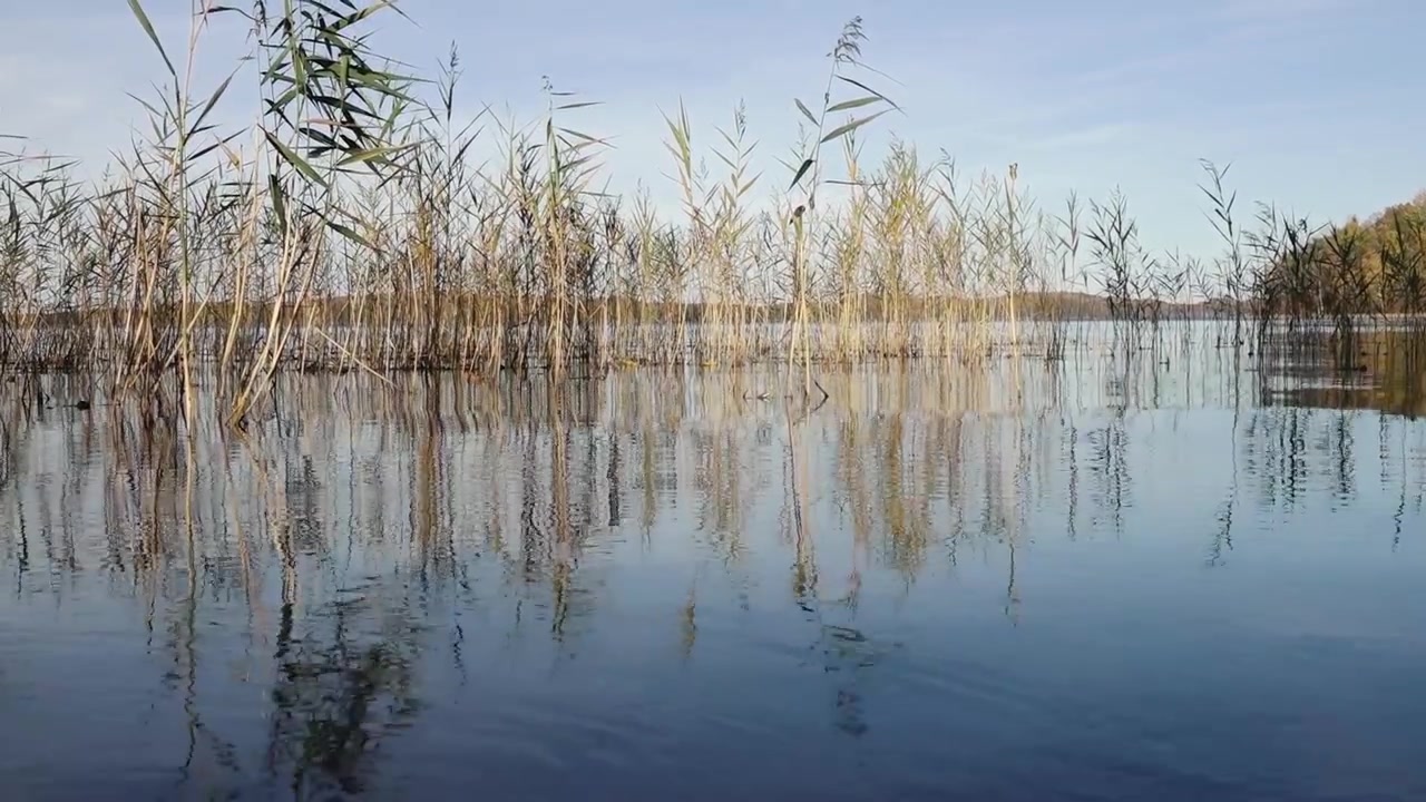 En rolig sø med krusende vand omkranset af en skov, der viser levende efterårsfarver under en klar blå himmel