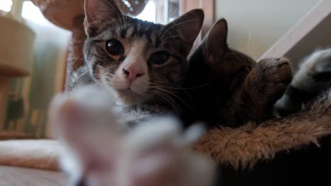 two cute and friendly twin kittens share a fluffy pet bed