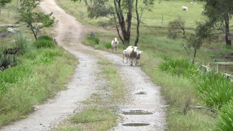 en la vida silvestre de la granja abierta natural ram ovejas caminando juntos en camino de tierra