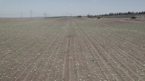 low aerial view of ripe watermelons scattered in a huge field, wide lens, slow push in movement, close to a main road - raw file d-log