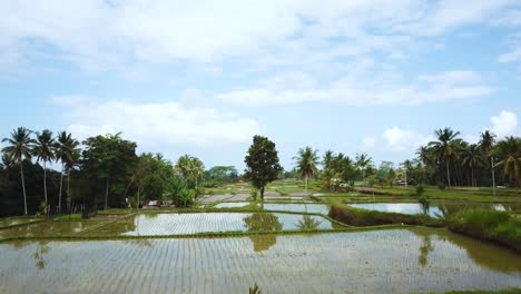 Beautiful-drone-shot-flying-over-some-flooded-Rice-Terraces-in-Bali,-Indonesia