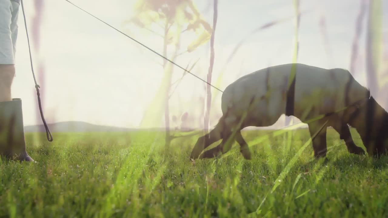 잔디 ⁇ 에서 개를  ⁇ 고 있는 사람