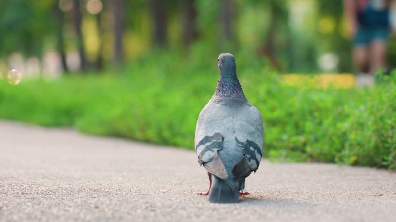 Una paloma recorre un sendero en un parque, un ave se desplaza por el camino del parque con un corredor borroso en movimiento cerca y un exuberante follaje, el ave atraviesa pacíficamente el sendero del parque en medio de vibrantes plantas y una figura trotando a lo lejos.