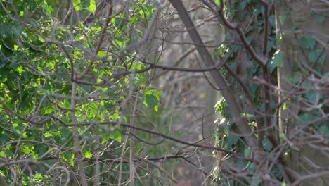 trees, tree branches covered in climbing ivy