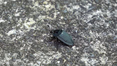 a large black beetle bug on a granite surface retracting its wings under its elytra