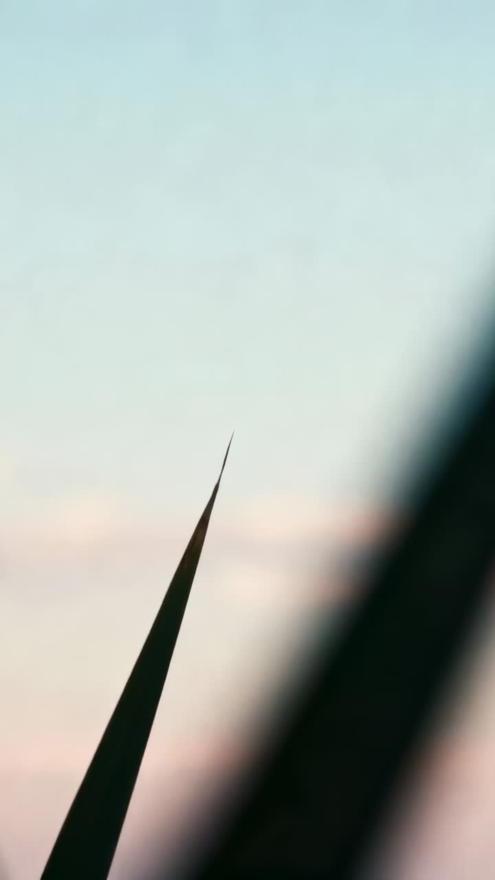 Vertical video: Swaying reed blade in light wind, blurred reed crossing and revealing at marsh edge