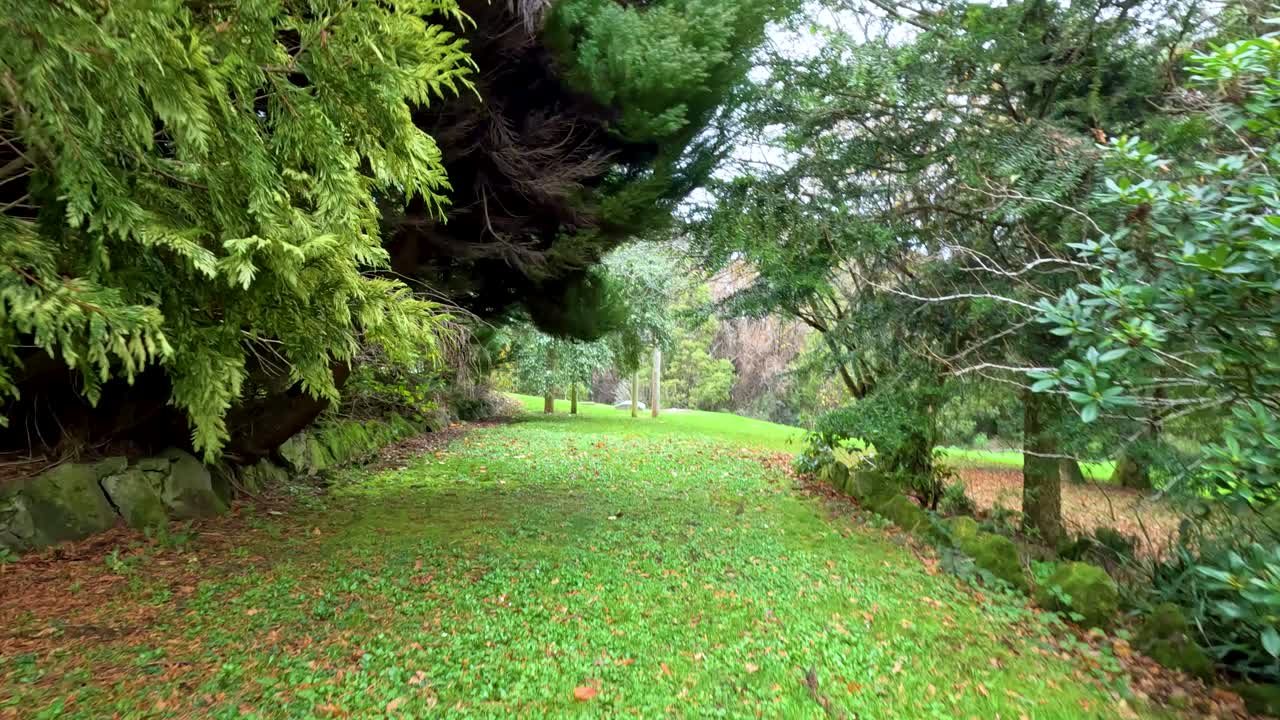 un paseo tranquilo a través de la exuberante vegetación a lo largo de la gran carretera del océano, mostrando el follaje vibrante y la belleza natural