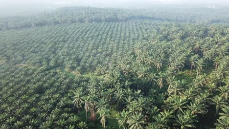 fly over oil palm plantation in early morning.