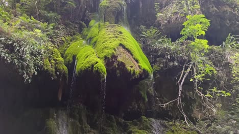 a tilting up shot of a mossy waterfall inside a canyon