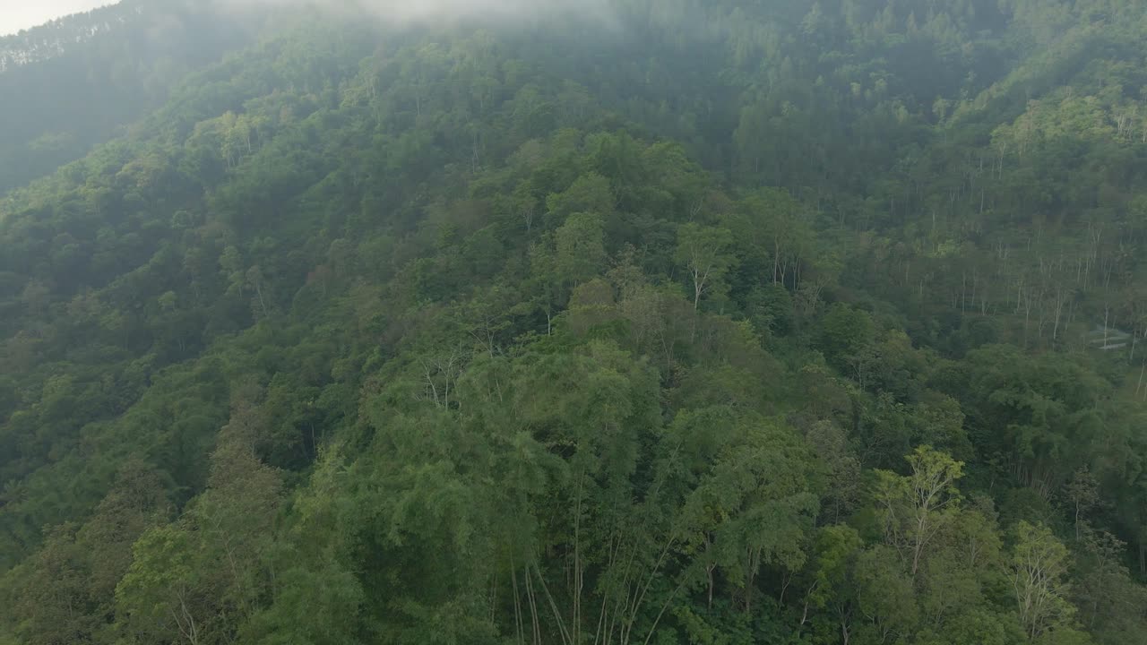 Drone fly over mixed forest on the mountain