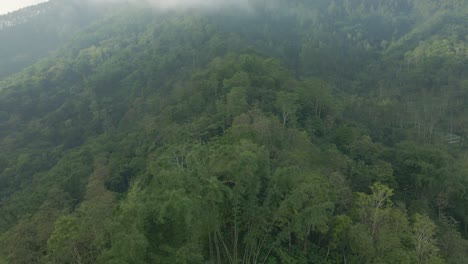 Drone-Vuela-Sobre-El-Bosque-Mixto-En-La-Montaña